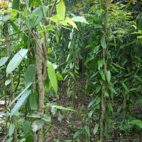 Photo de Bali - Autour de Munduk